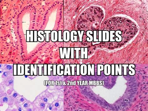 Appearance Normalization of Histology Slides Marc Niethammer, David Borland, J. . Histology slides pdf free download